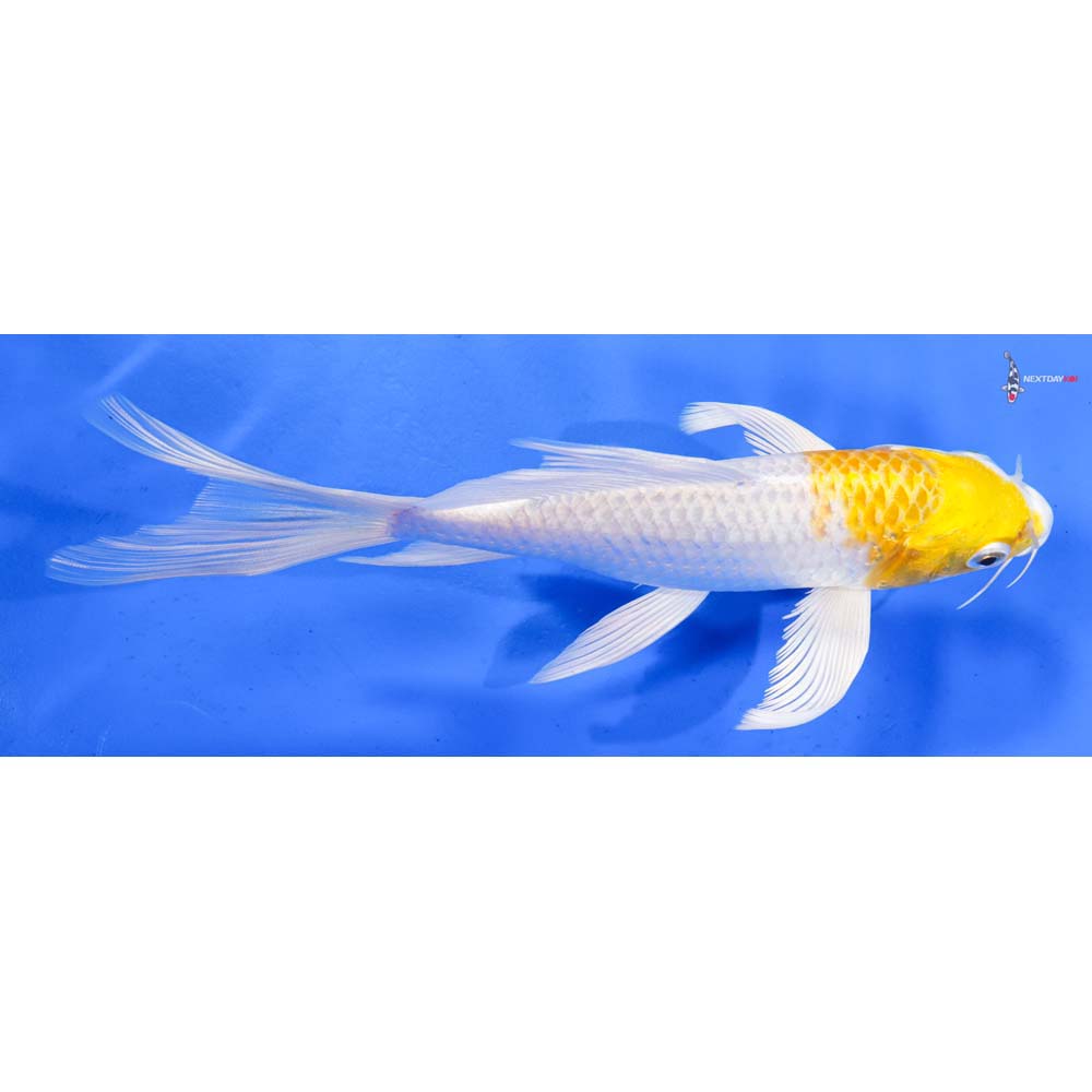 7.5” Imported Lemon Hariwake Butterfly Koi