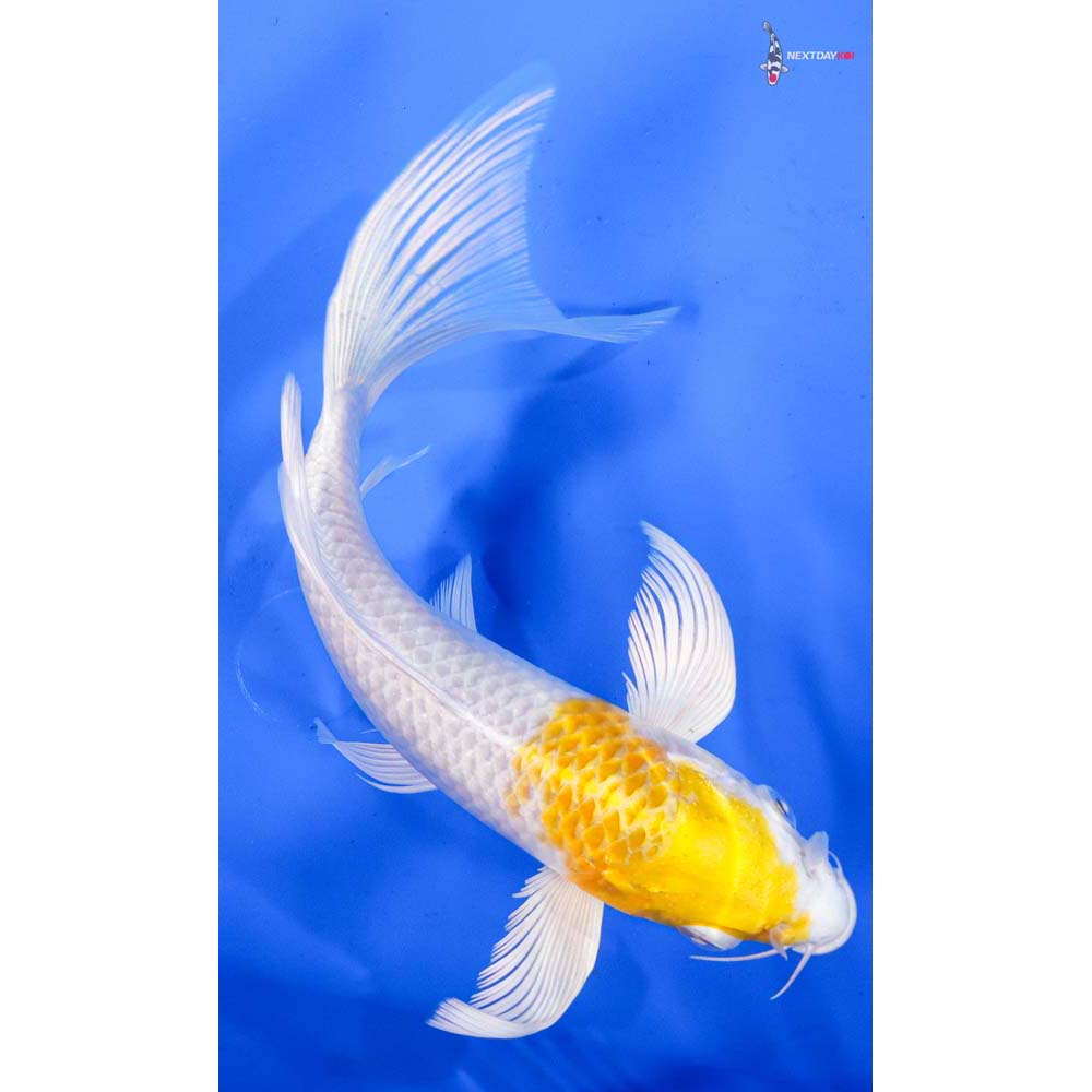7.5” Imported Lemon Hariwake Butterfly Koi