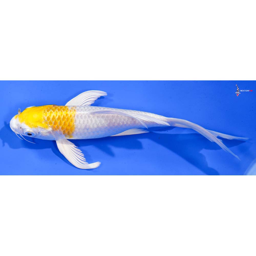 7.5” Imported Lemon Hariwake Butterfly Koi