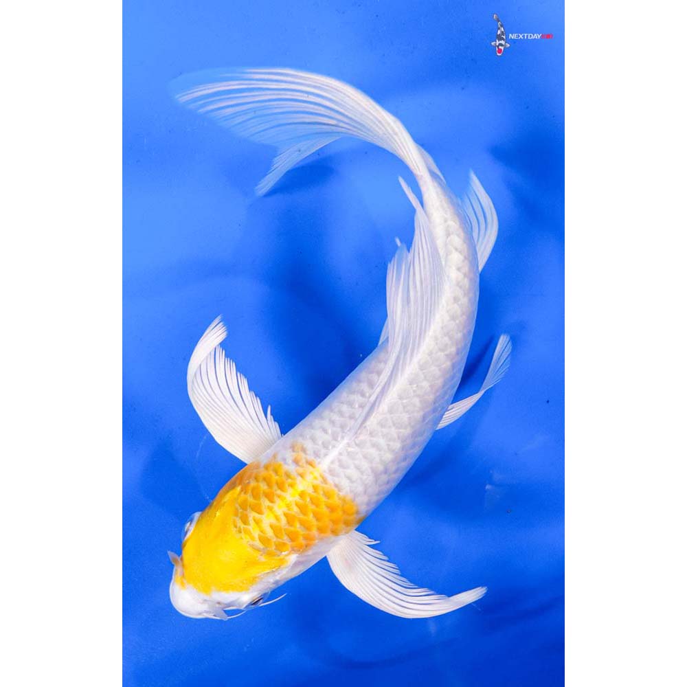7.5” Imported Lemon Hariwake Butterfly Koi