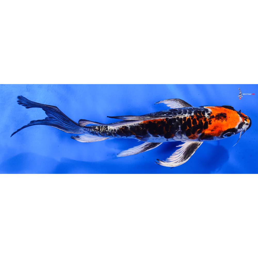 7.5” Imported Armor Scaled Kujaku Butterfly Koi