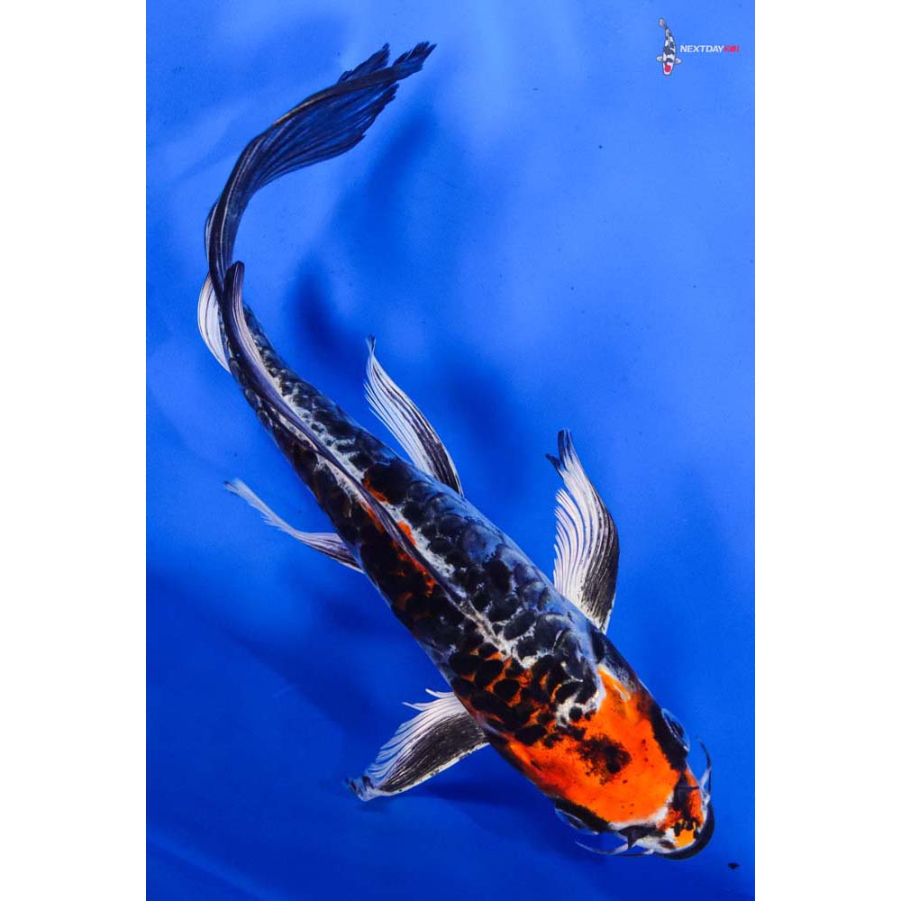 7.5” Imported Armor Scaled Kujaku Butterfly Koi