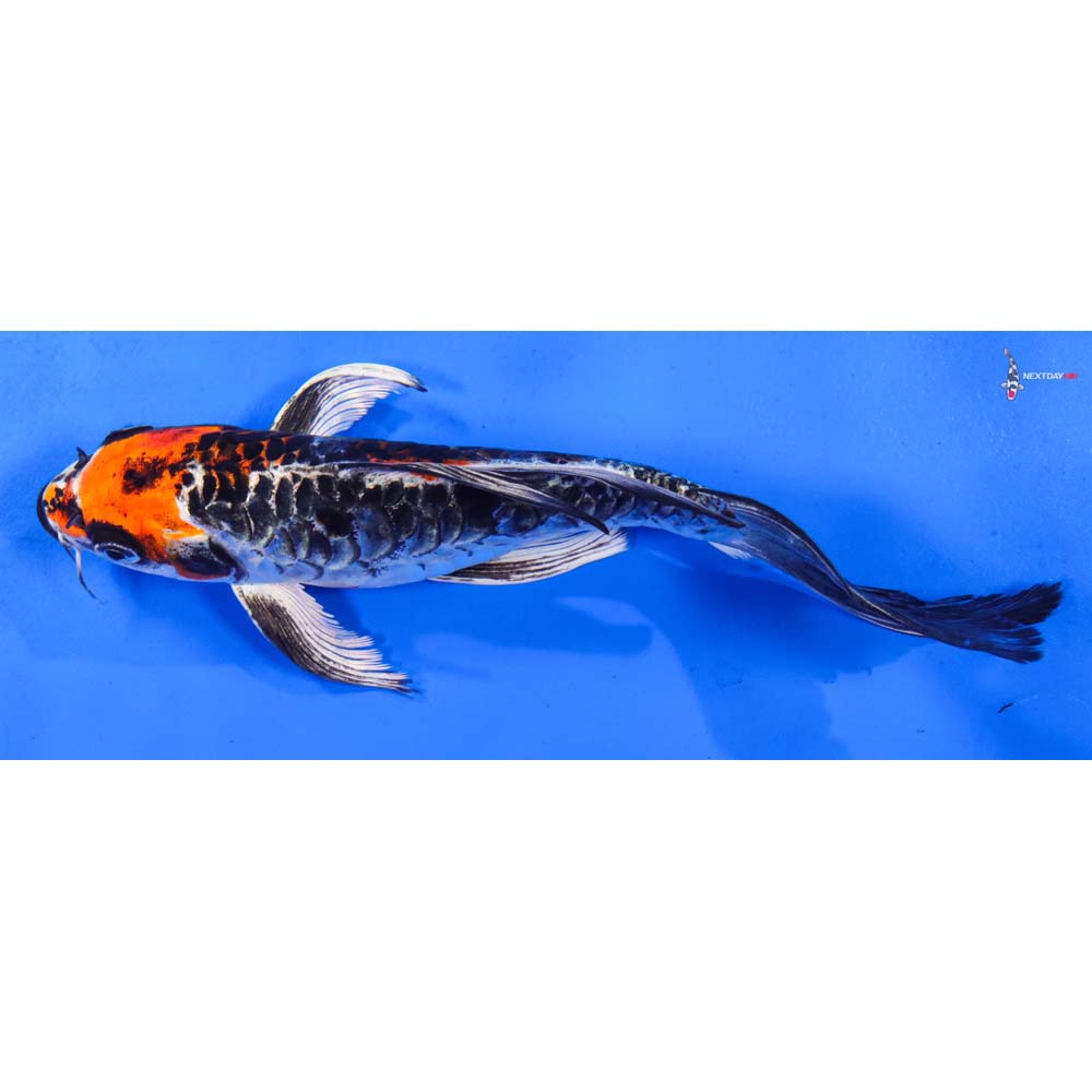 7.5” Imported Armor Scaled Kujaku Butterfly Koi