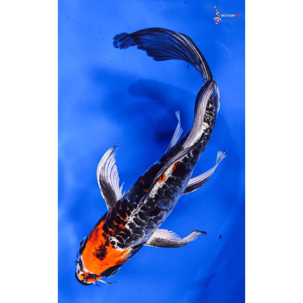 7.5” Imported Armor Scaled Kujaku Butterfly Koi