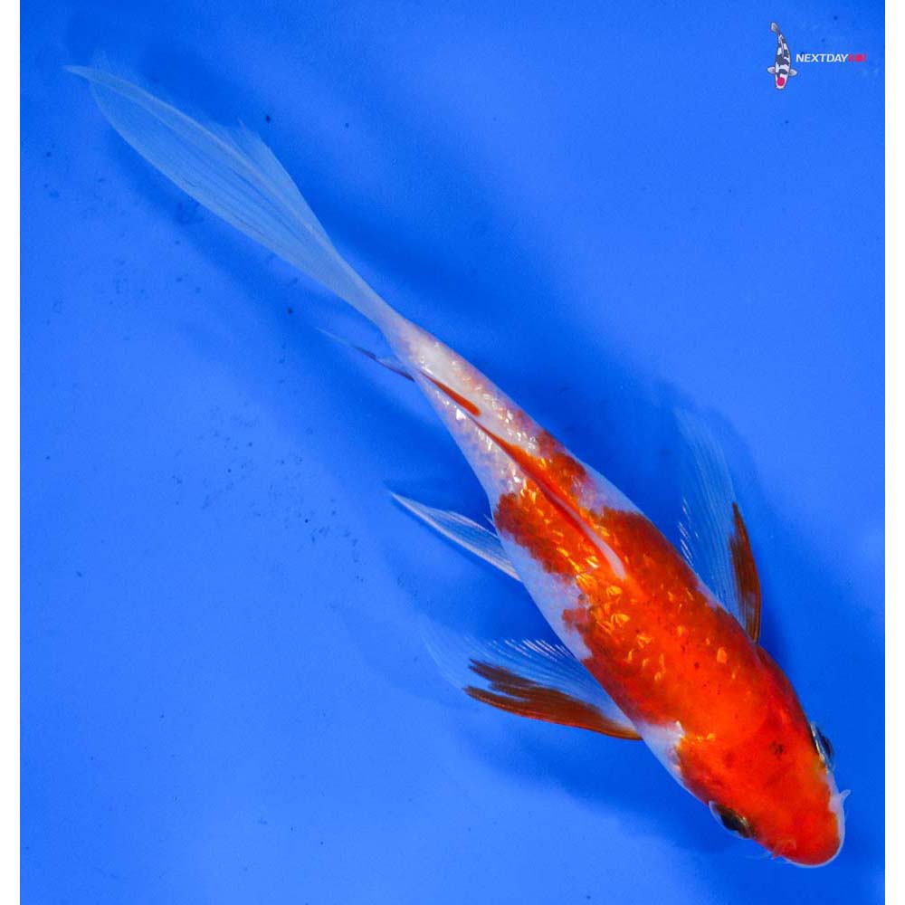 6” Imported Gin Rin Kohaku Butterfly Koi
