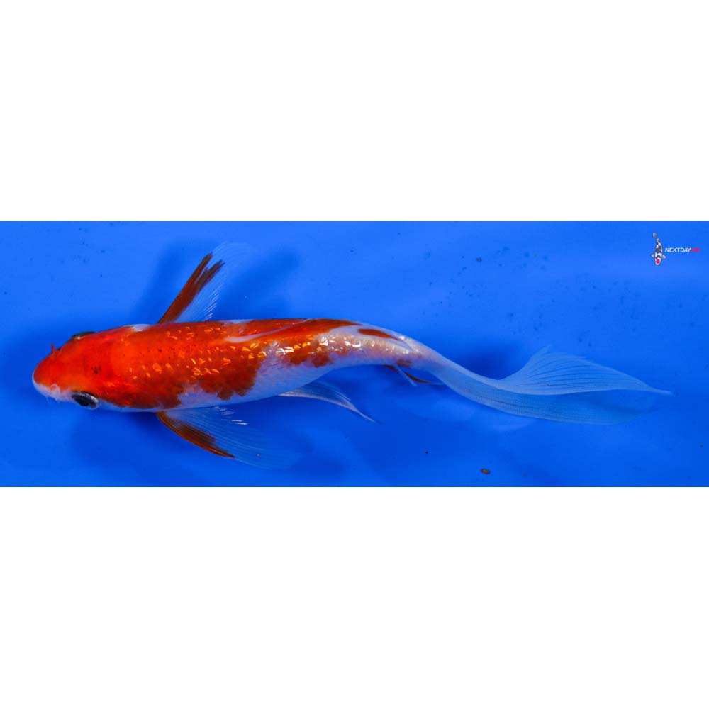 6” Imported Gin Rin Kohaku Butterfly Koi