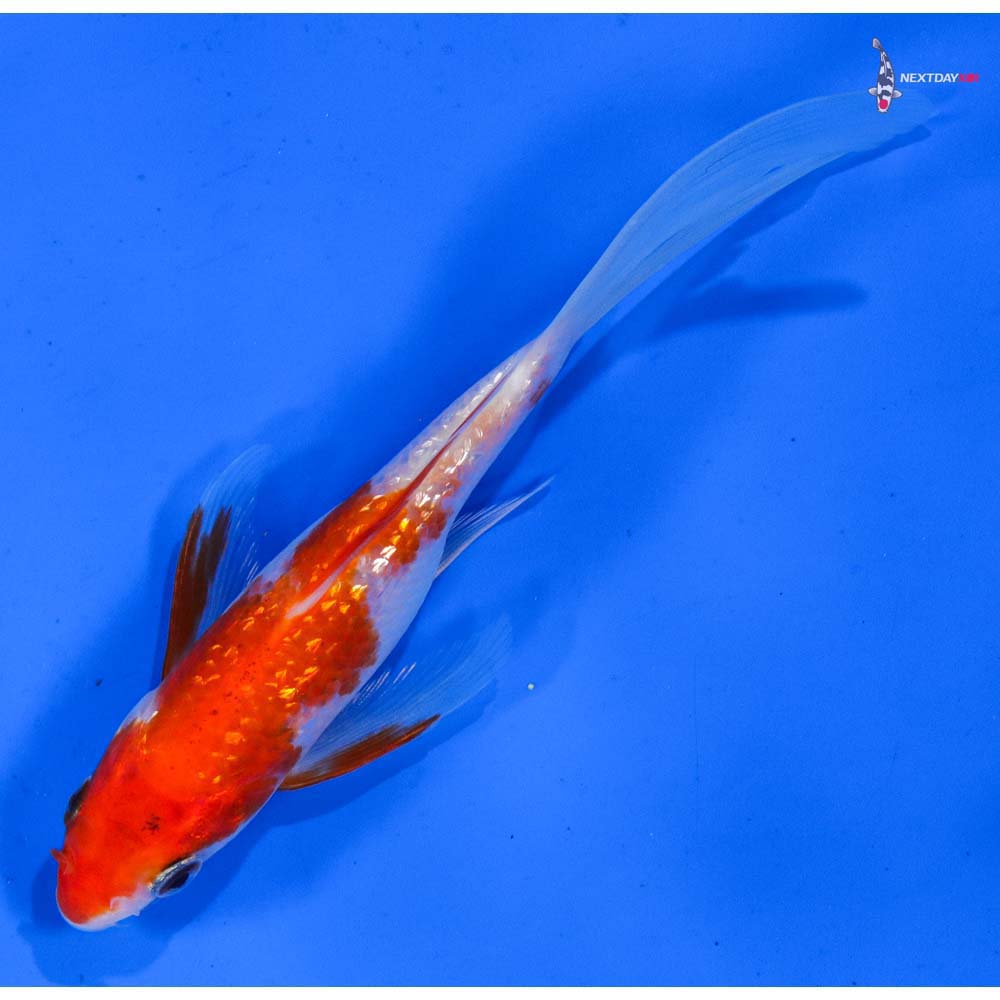 6” Imported Gin Rin Kohaku Butterfly Koi