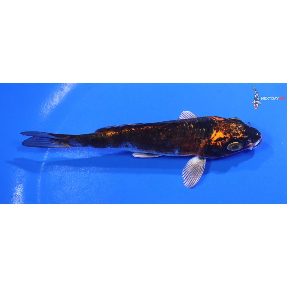 5” Imported Kujaku