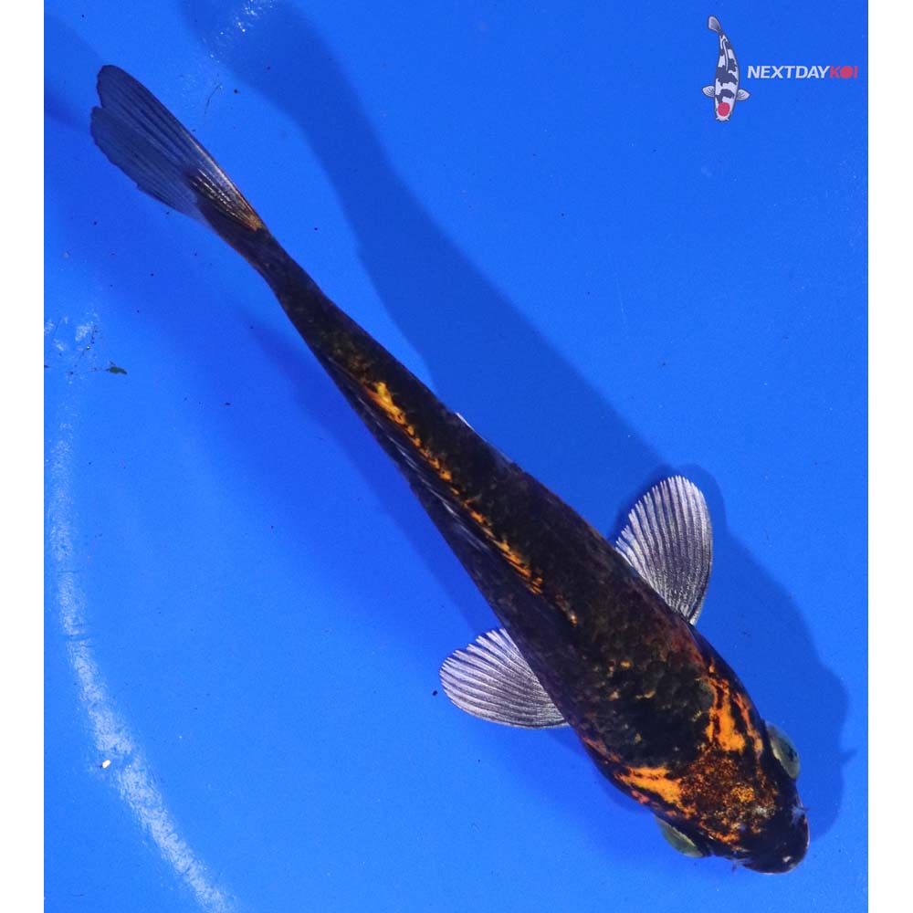 5” Imported Kujaku