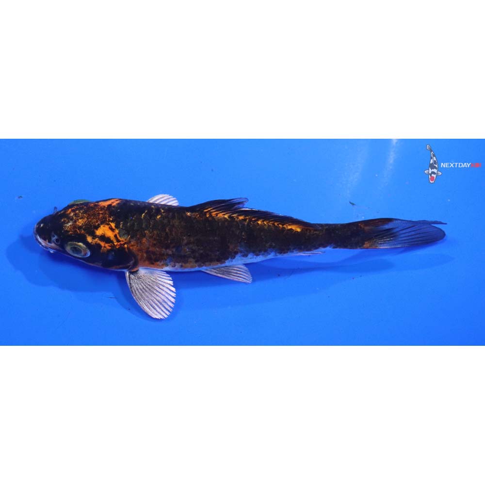 5” Imported Kujaku