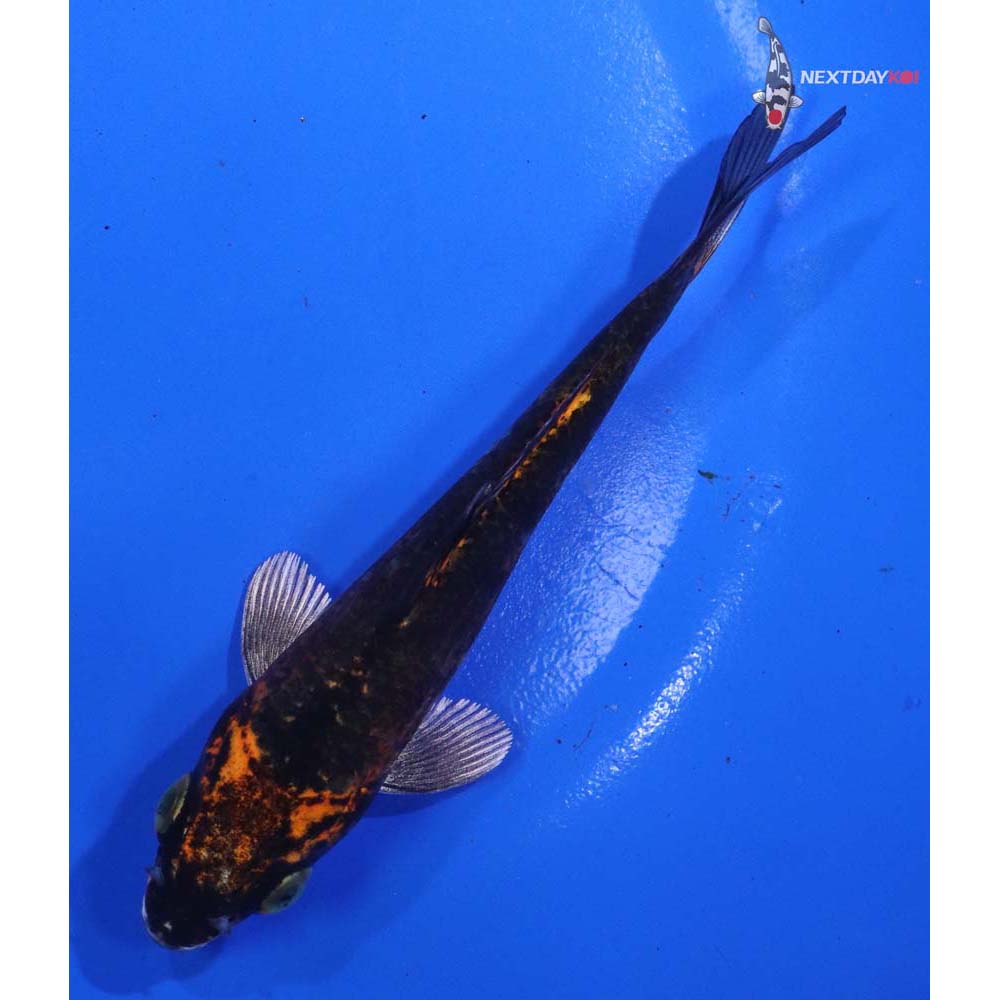 5” Imported Kujaku