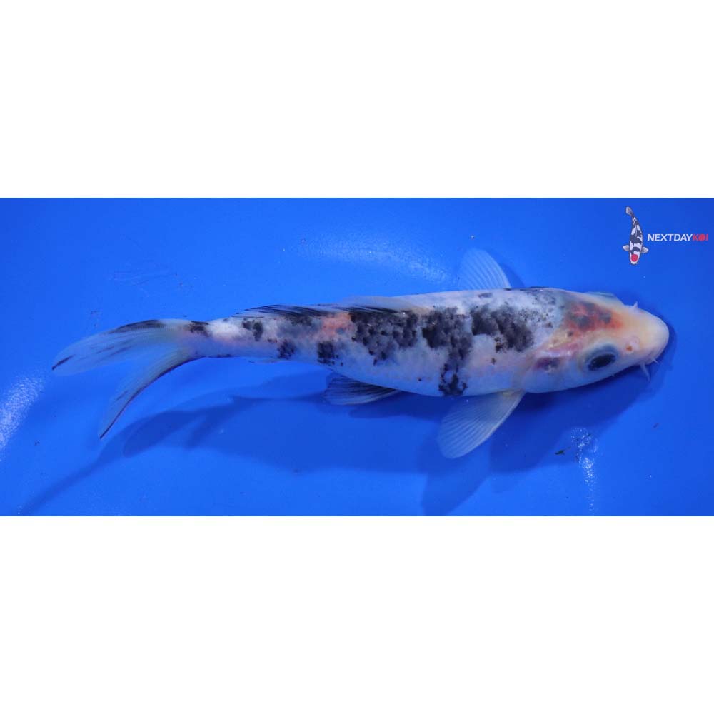 6” Imported Matsukawabakke