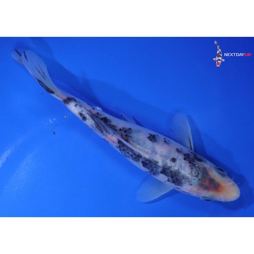 6” Imported Matsukawabakke