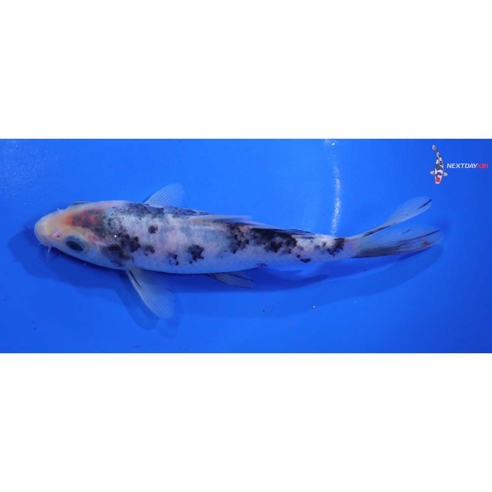 6” Imported Matsukawabakke