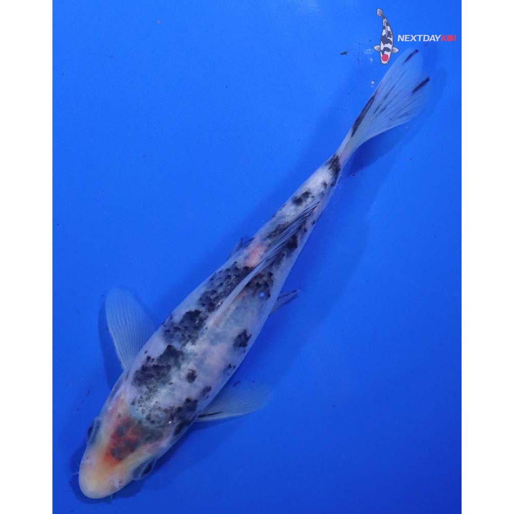 6” Imported Matsukawabakke