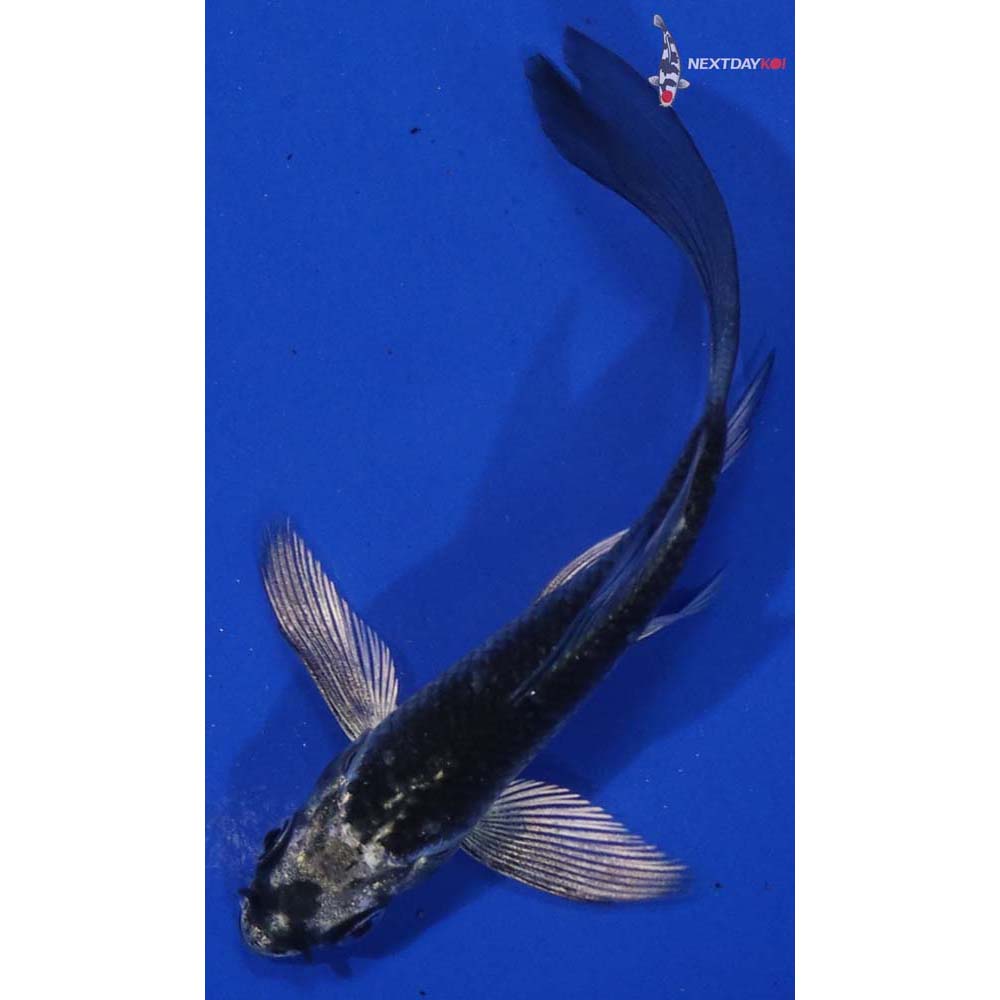 3.5”Imported Gin Matsuba Butterfly Koi