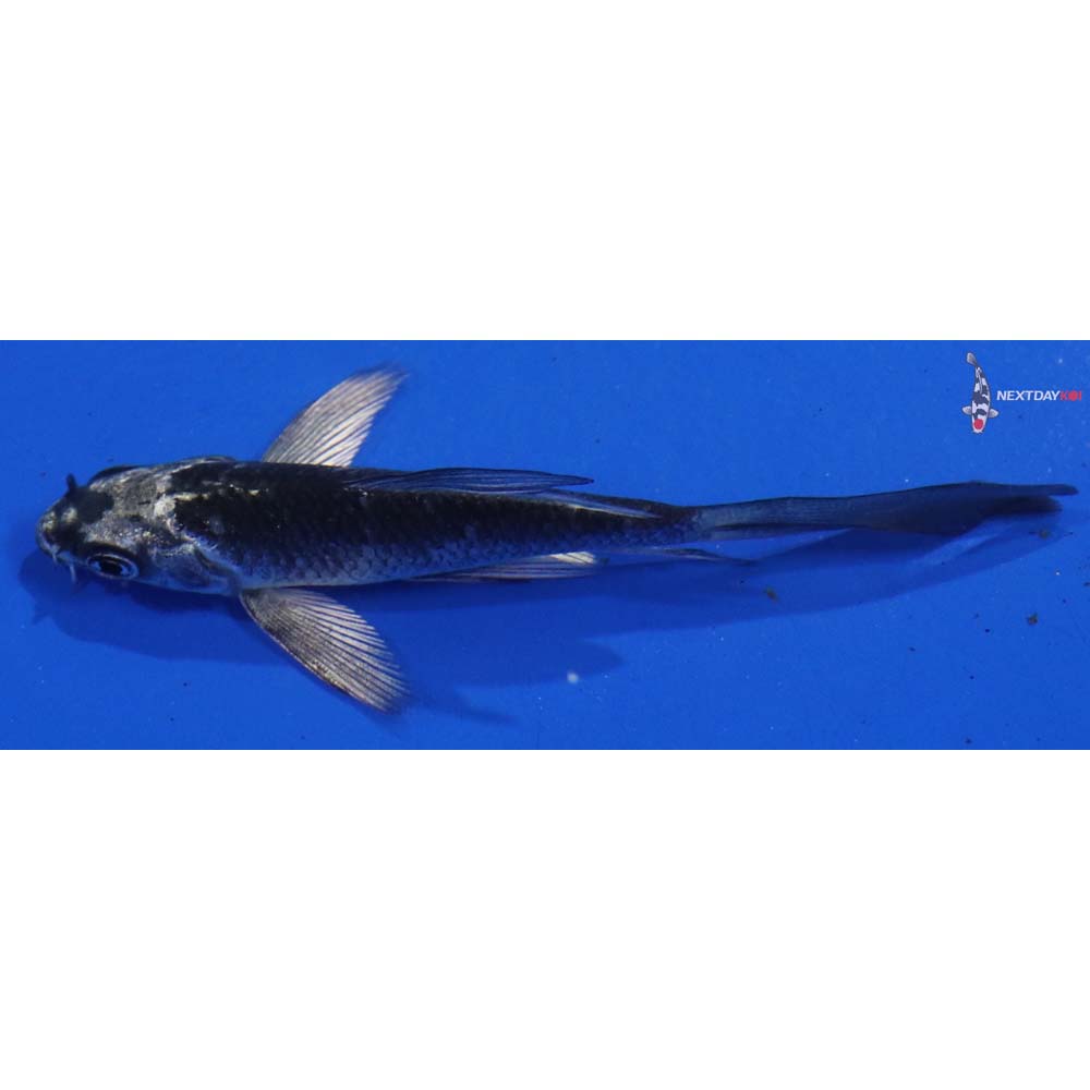 3.5”Imported Gin Matsuba Butterfly Koi