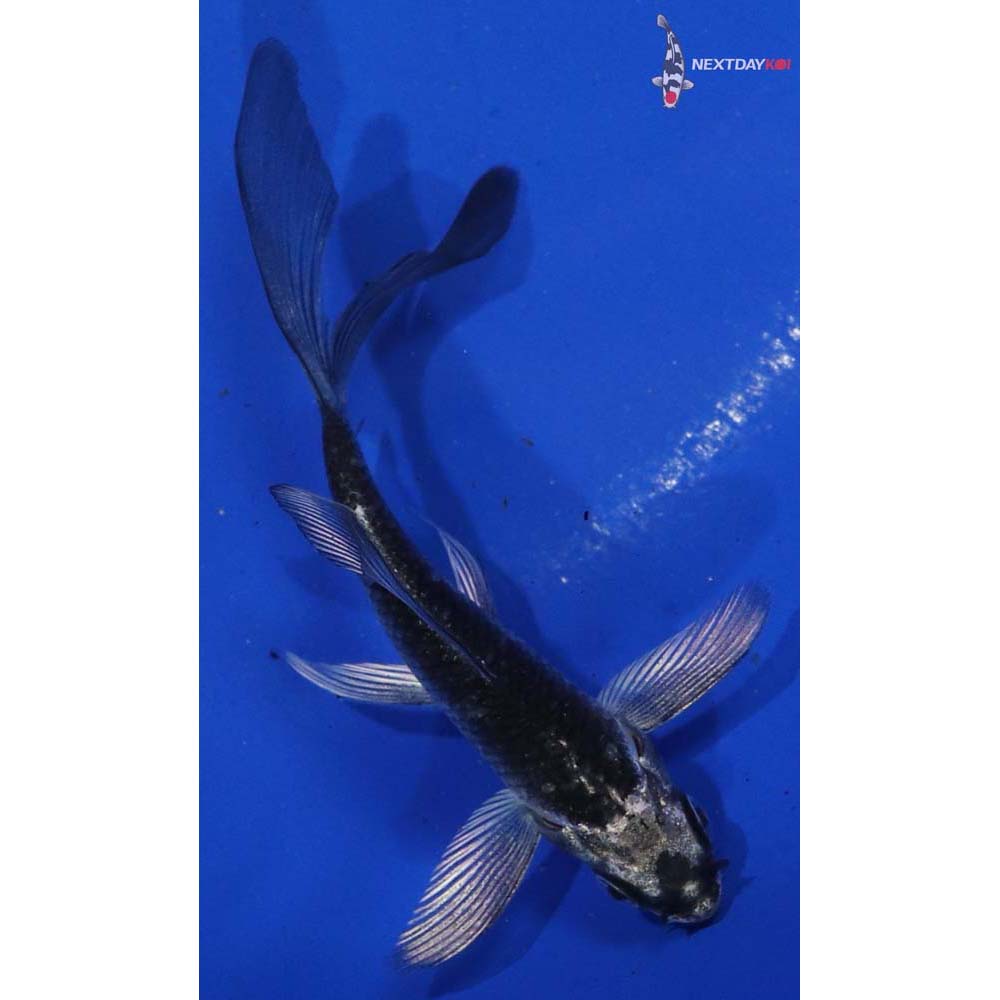 3.5”Imported Gin Matsuba Butterfly Koi