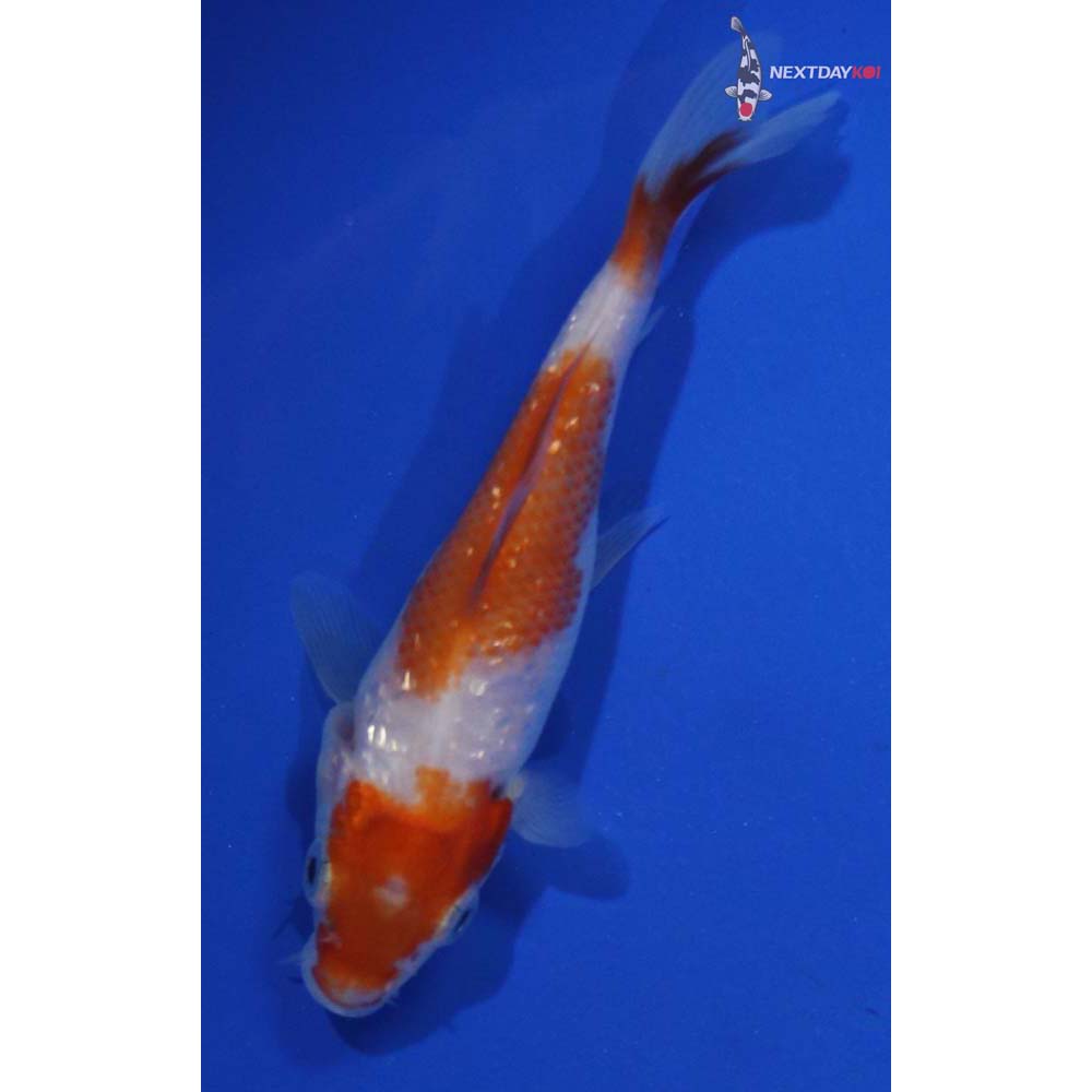 4” Imported Gin Rin Kohaku