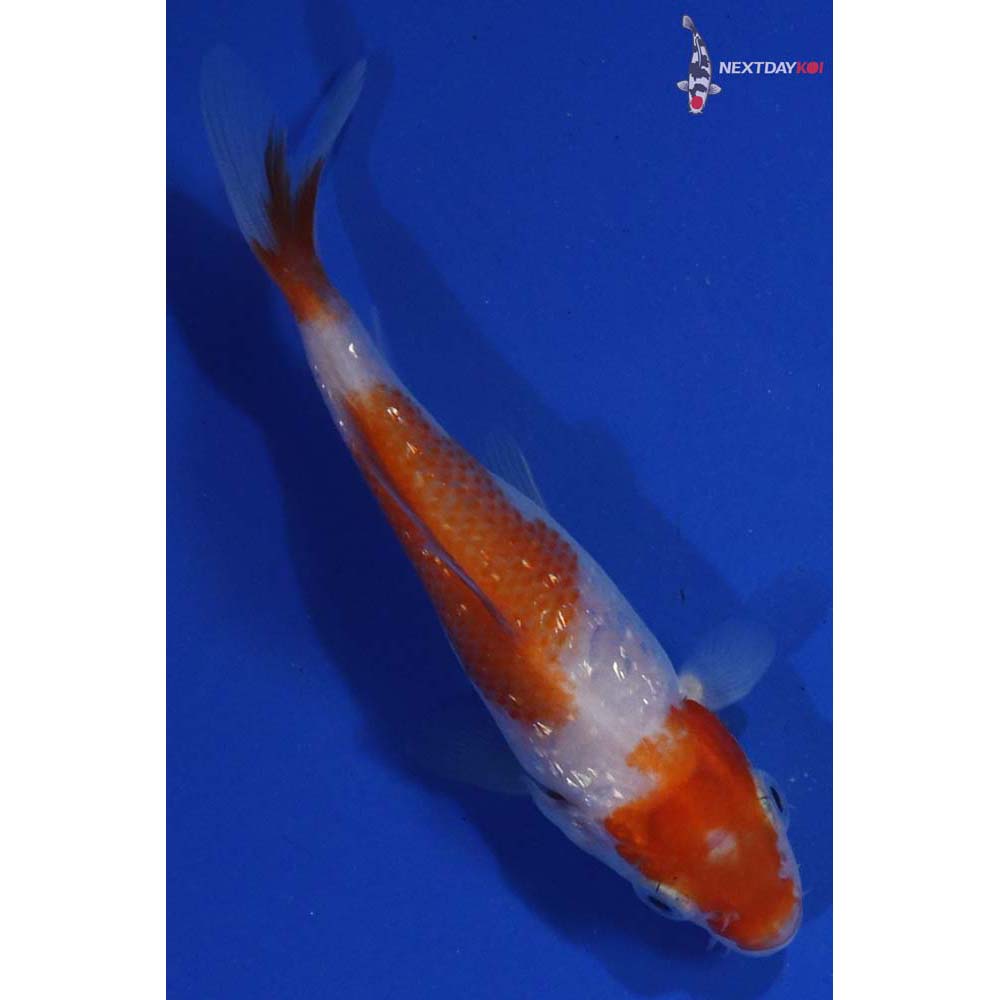 4” Imported Gin Rin Kohaku