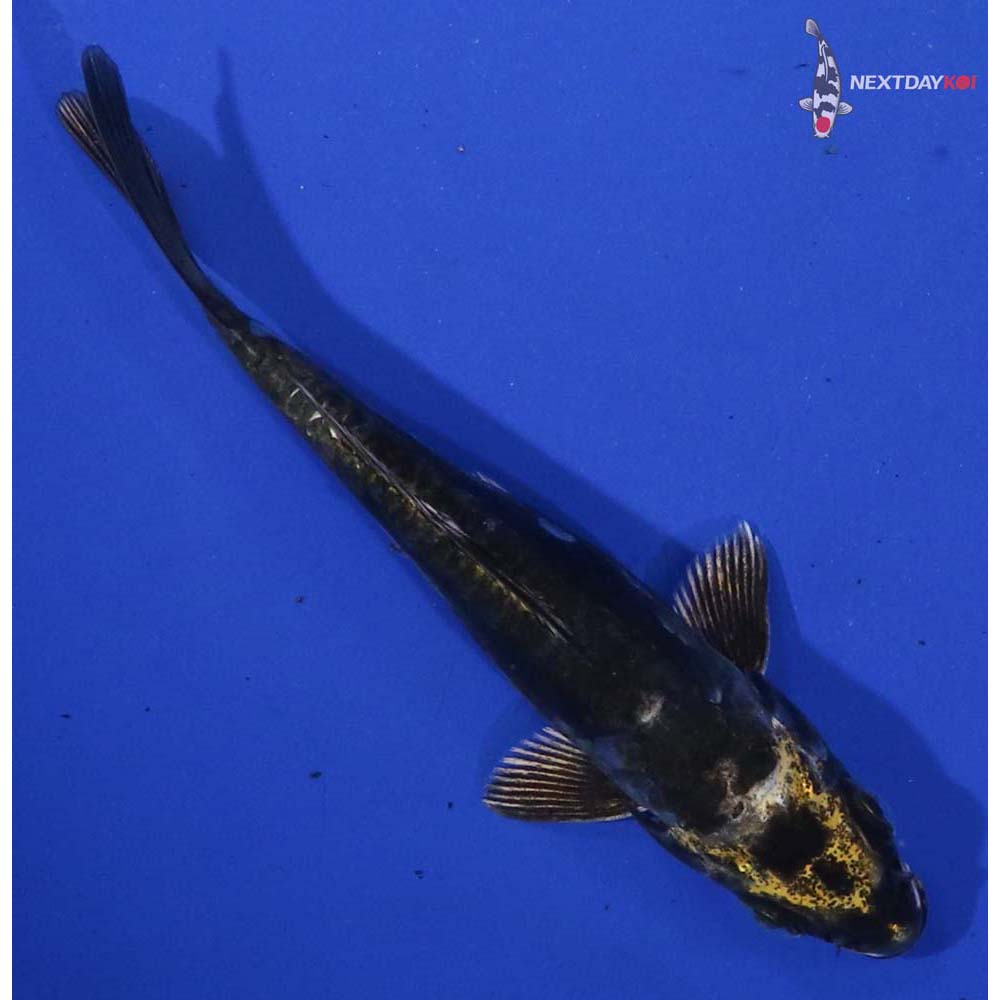 4.5” Imported Kin Kikokuryu