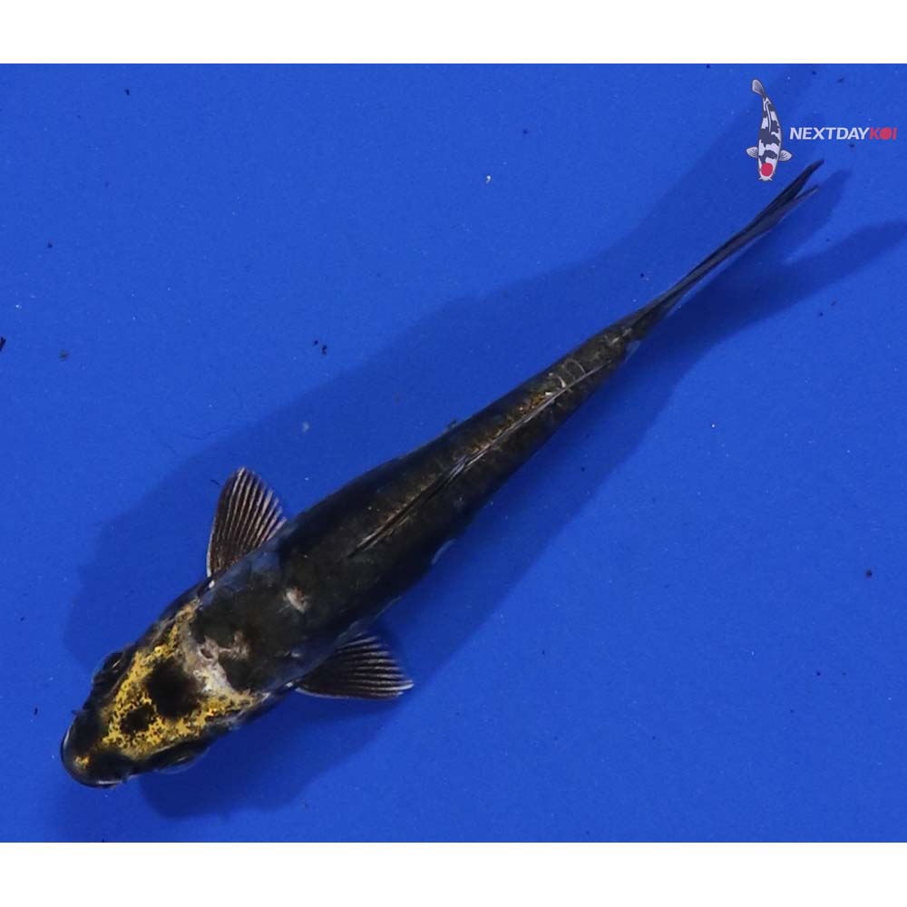 4.5” Imported Kin Kikokuryu