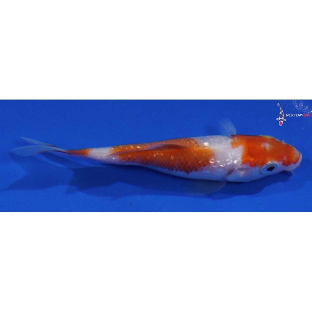4” Imported Gin Rin Kohaku