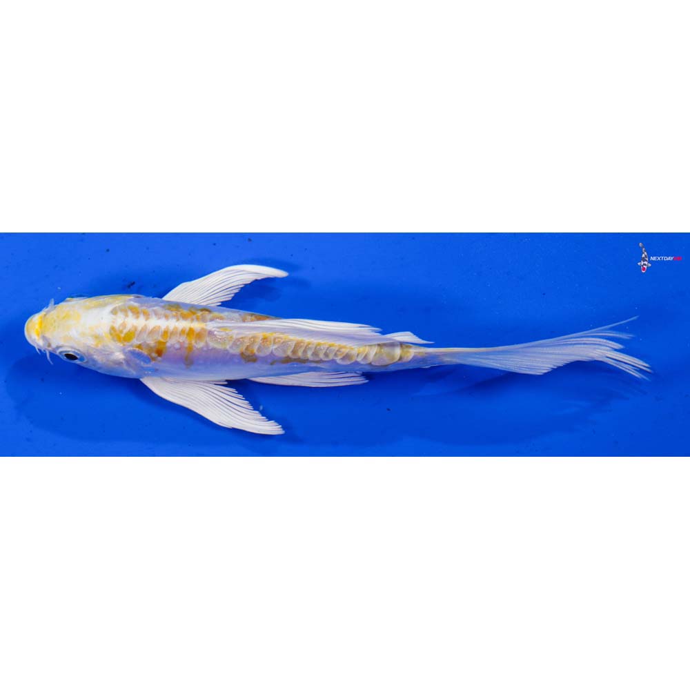 5” Imported Doitsu Lemon Hariwake Butterfly Koi