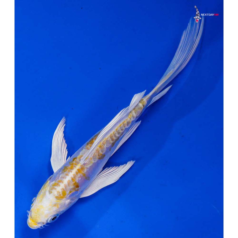 5” Imported Doitsu Lemon Hariwake Butterfly Koi