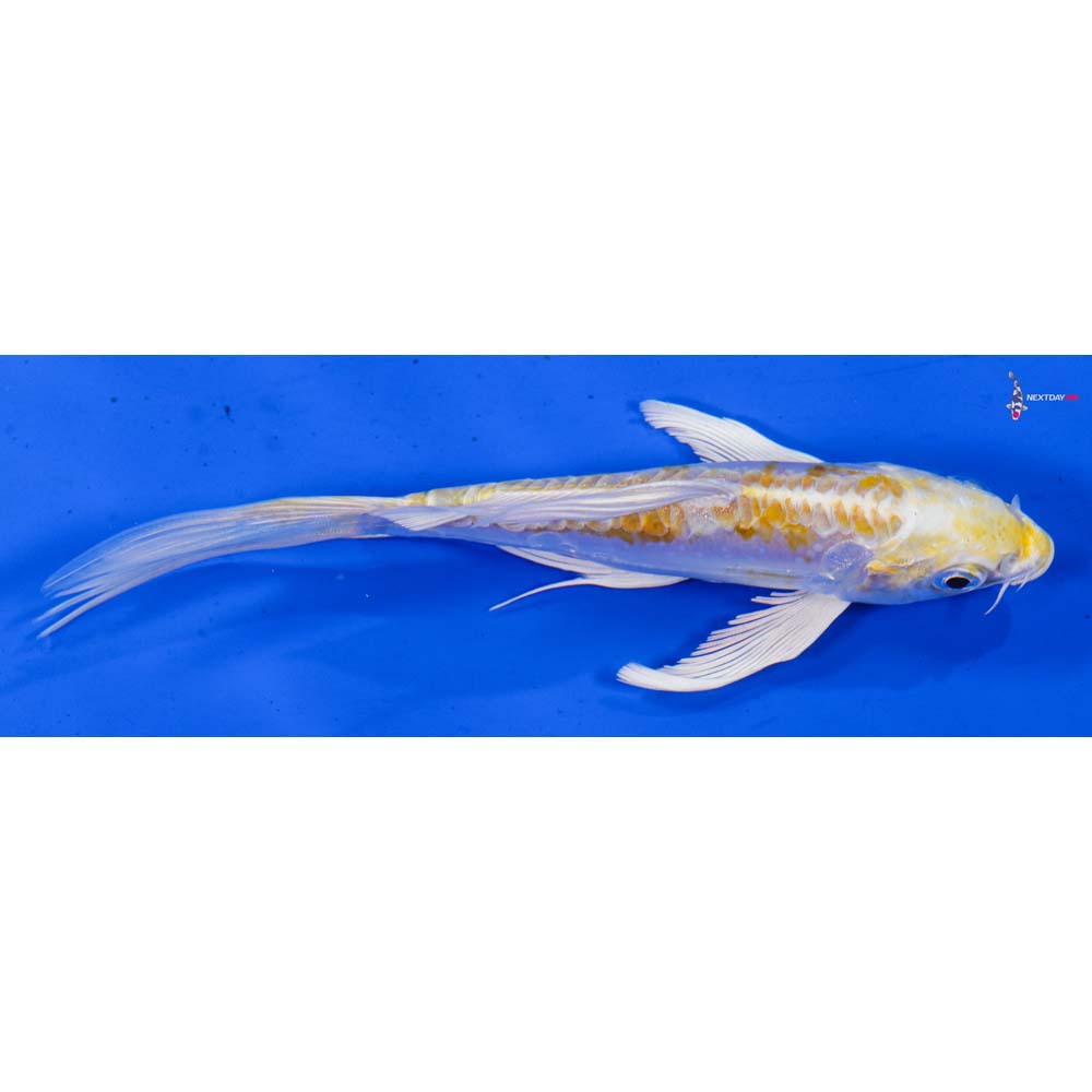 5” Imported Doitsu Lemon Hariwake Butterfly Koi