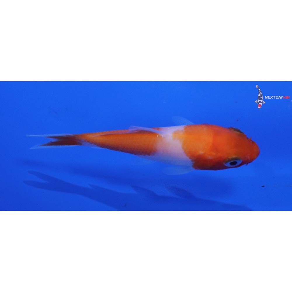 3” Imported Kohaku