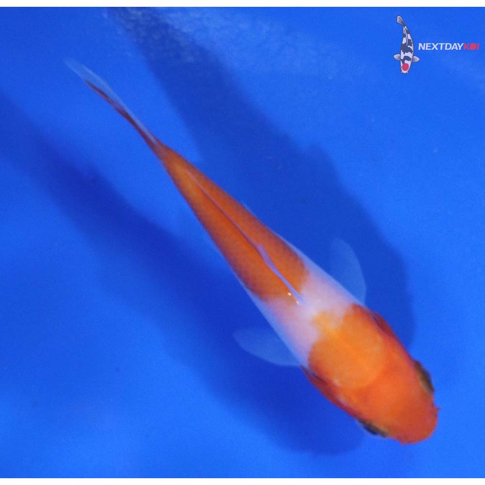 3” Imported Kohaku
