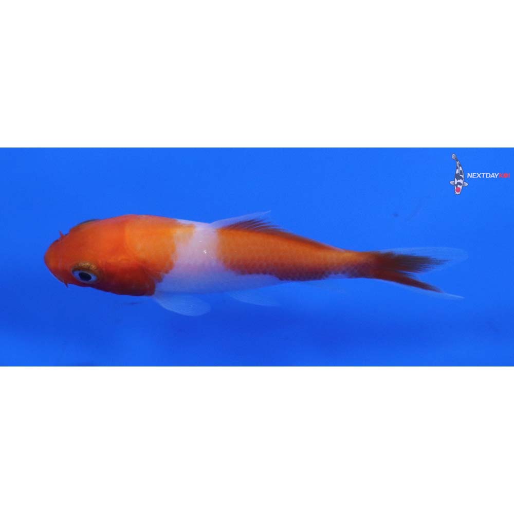 3” Imported Kohaku