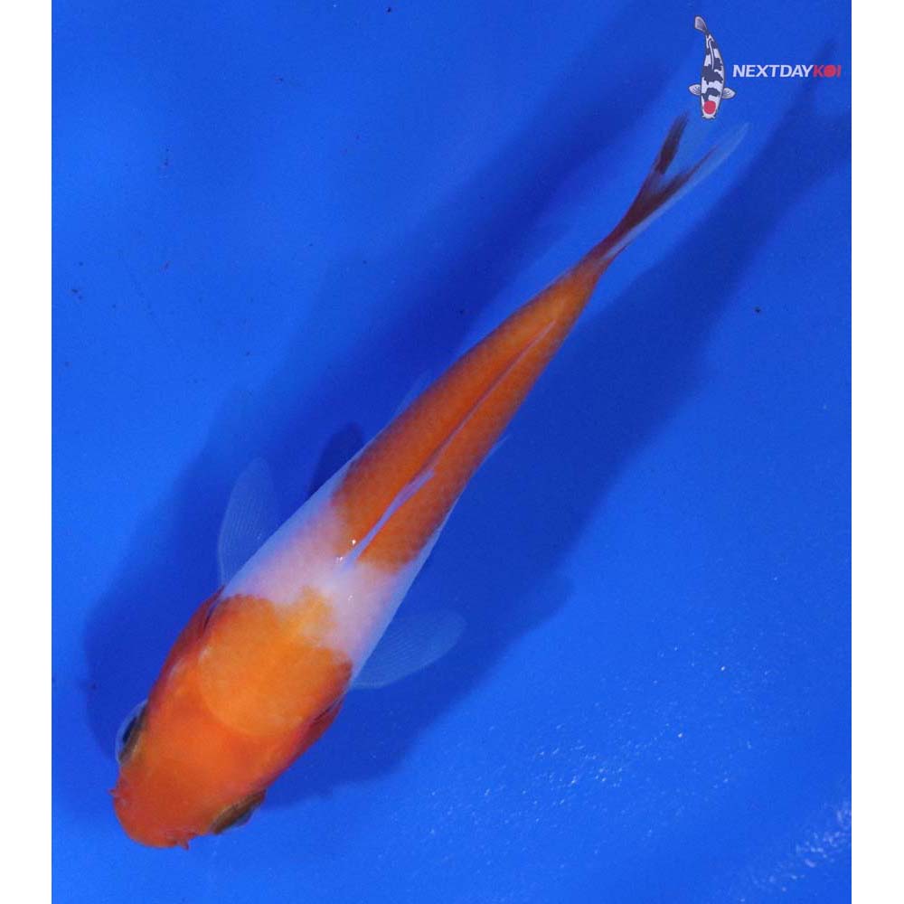 3” Imported Kohaku