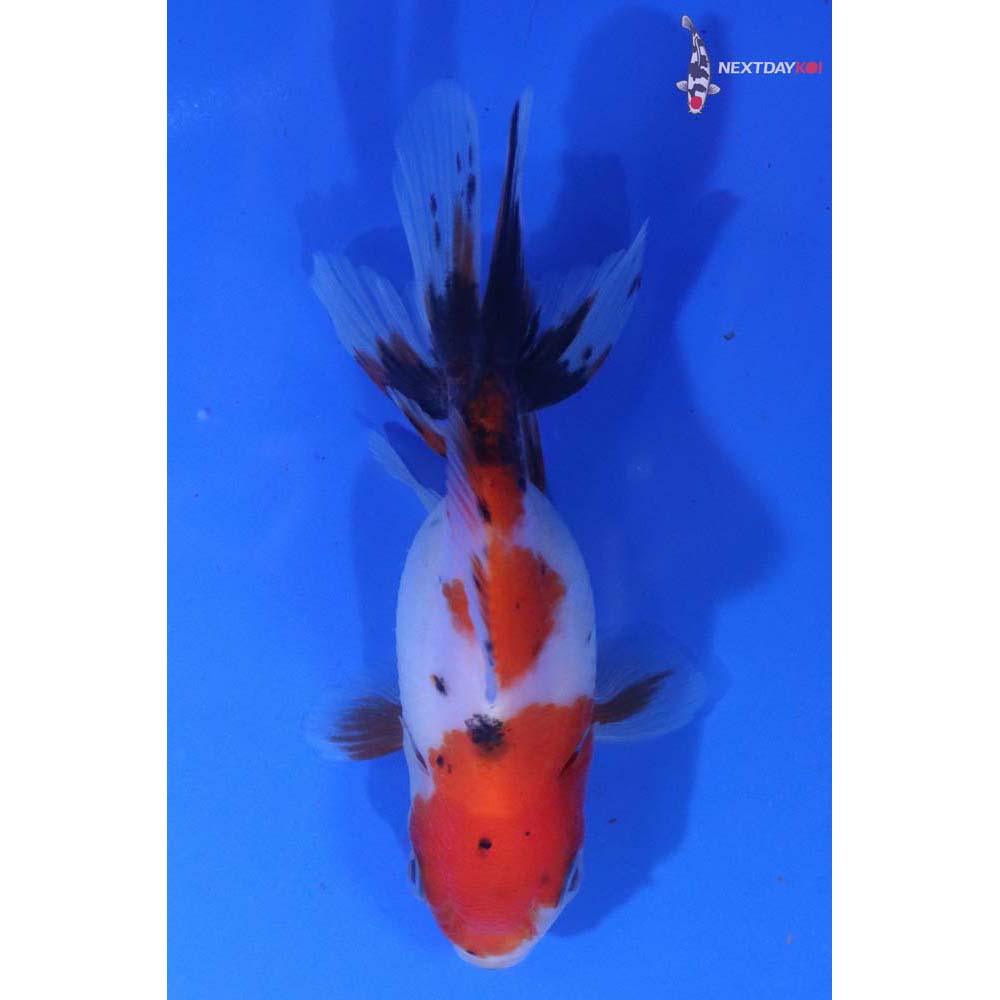 3.5” Imported Calico Oranda