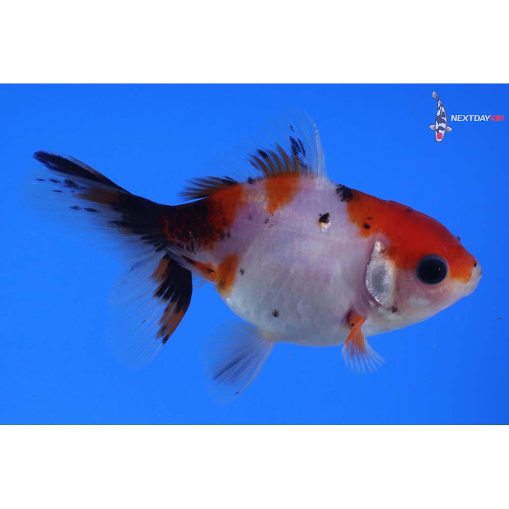 3.5” Imported Calico Oranda