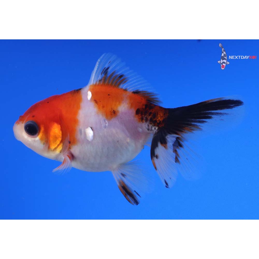 3.5” Imported Calico Oranda