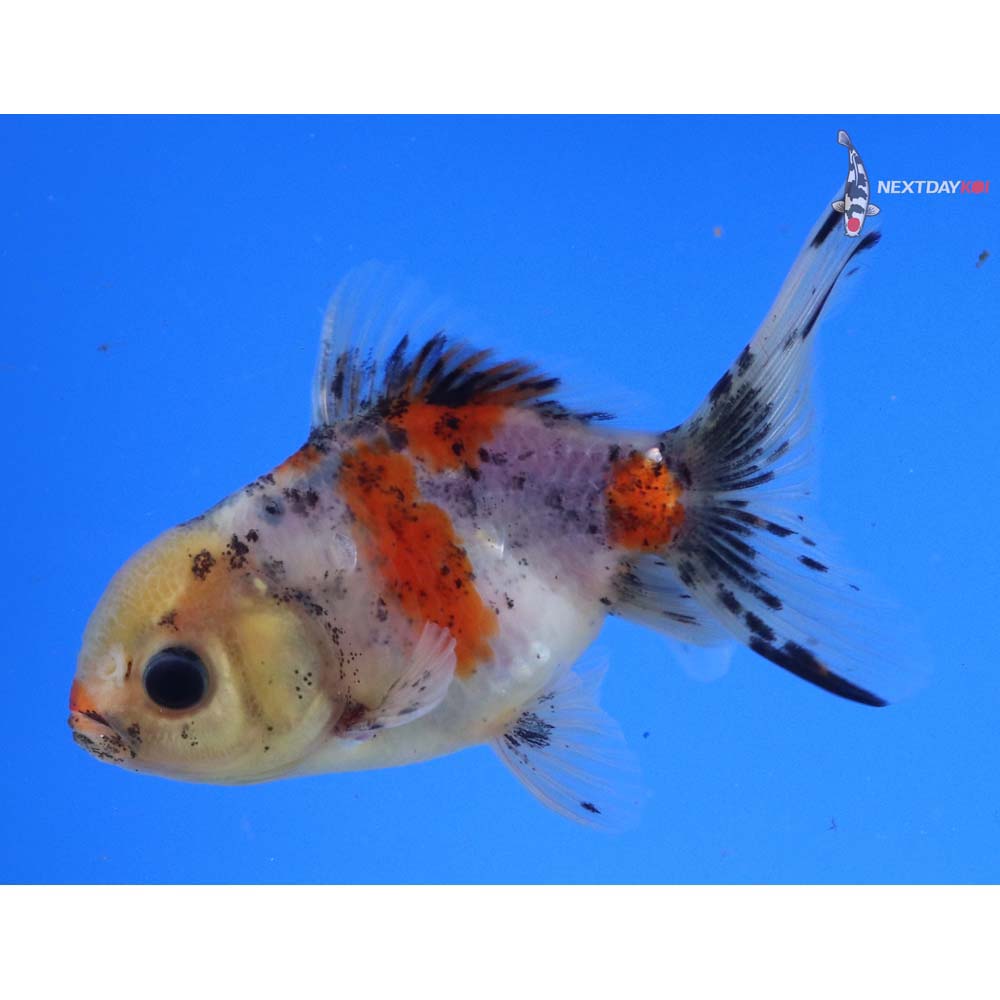 4” Imported Calico Oranda