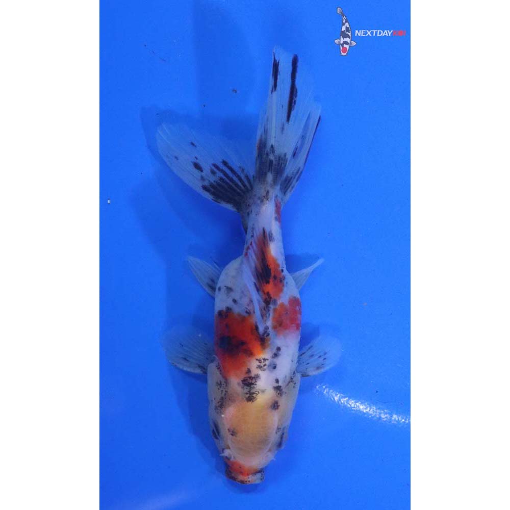 4” Imported Calico Oranda