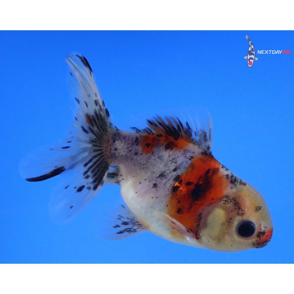 4” Imported Calico Oranda