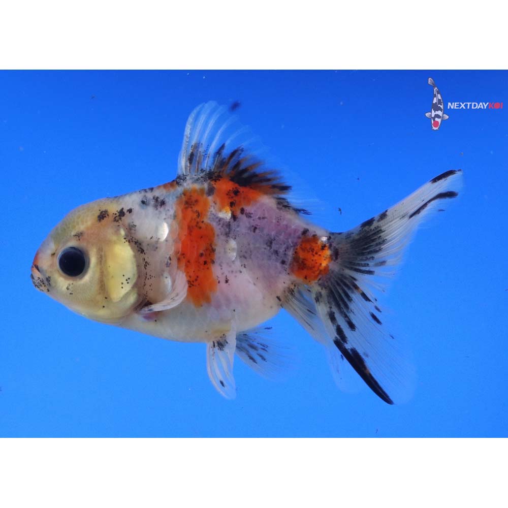 4” Imported Calico Oranda