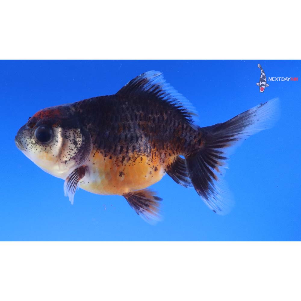 4” Imported Calico Oranda