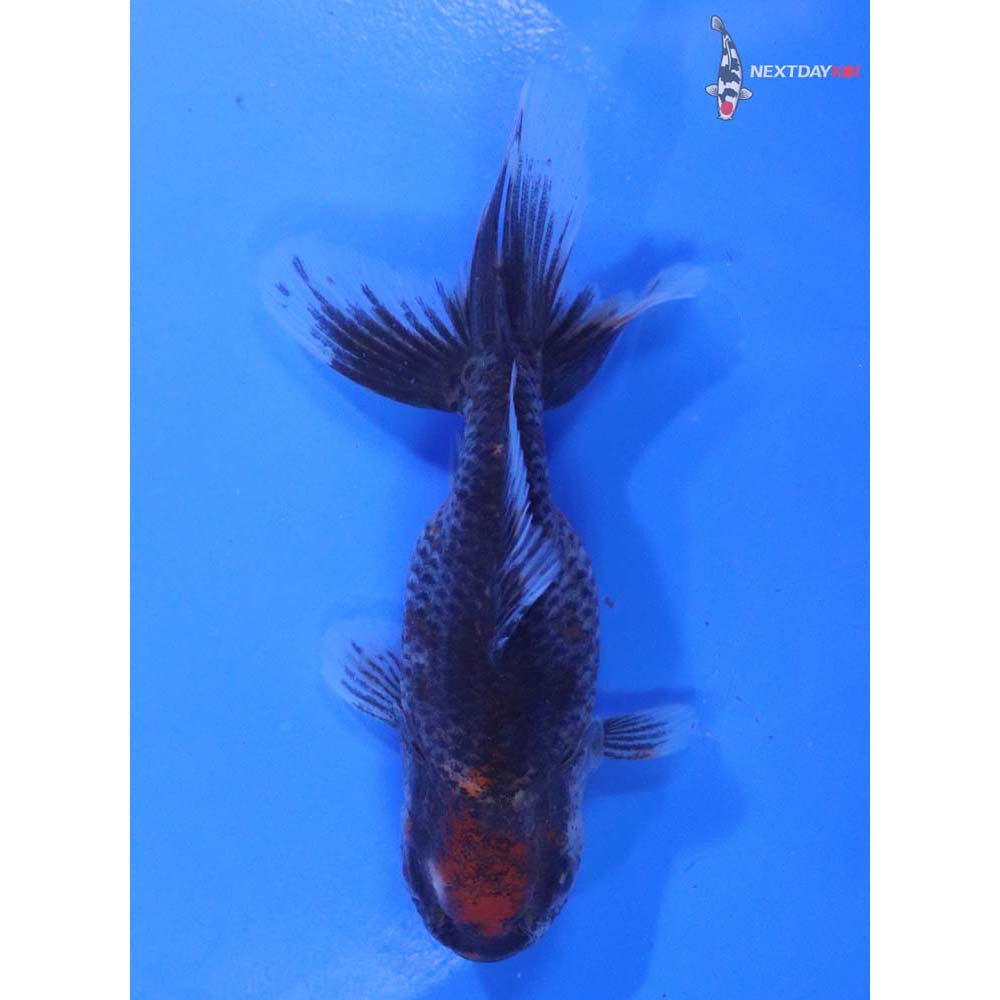 4” Imported Calico Oranda