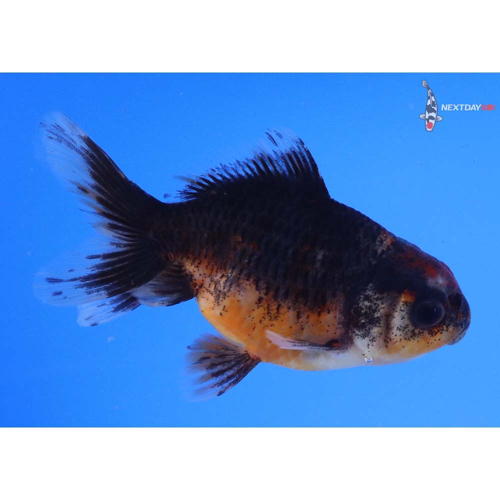 4” Imported Calico Oranda