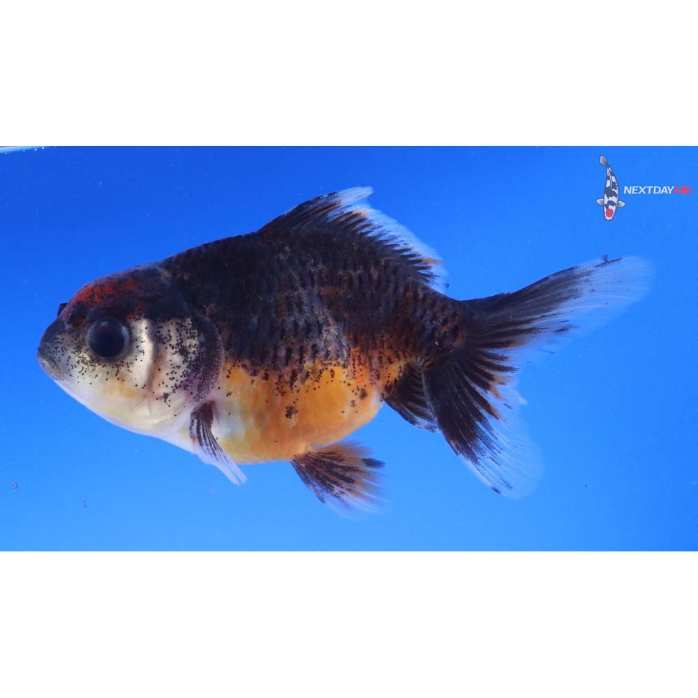 4” Imported Calico Oranda