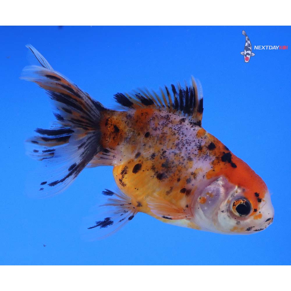 4” Imported Male Calico Oranda