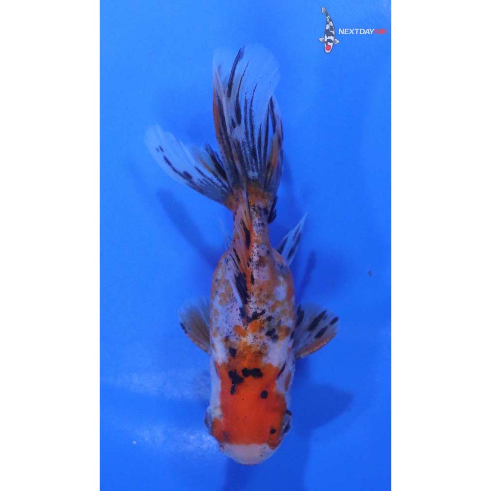 4” Imported Male Calico Oranda