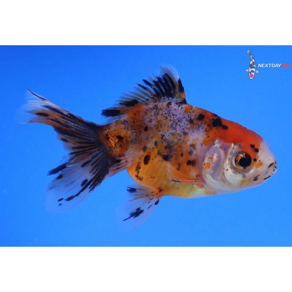 4” Imported Male Calico Oranda