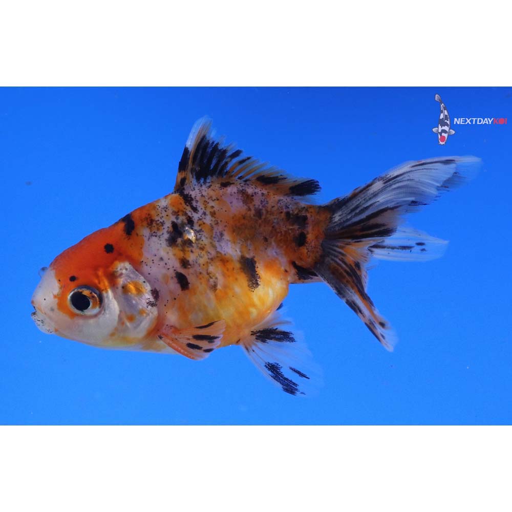 4” Imported Male Calico Oranda
