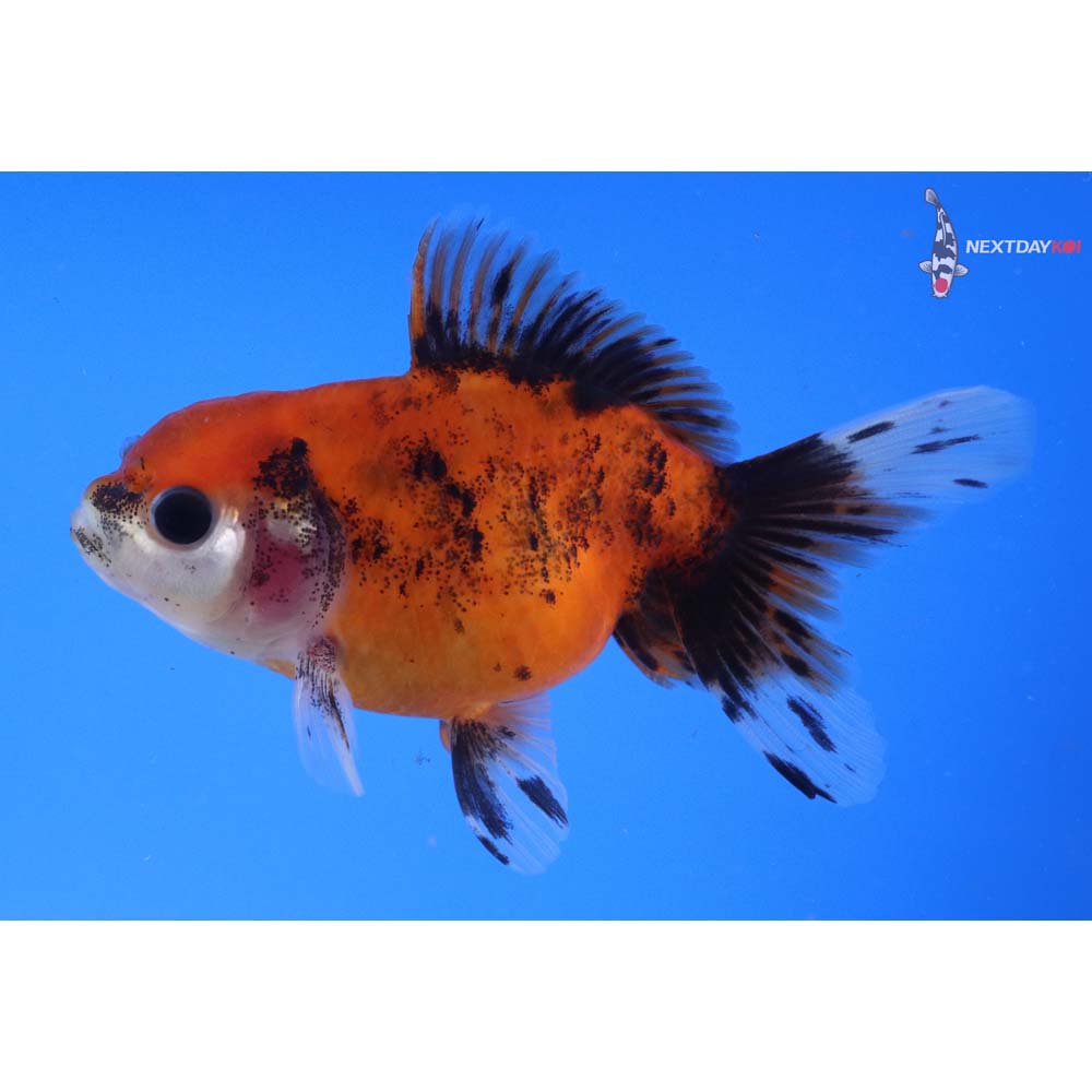 4” Imported Calico Oranda